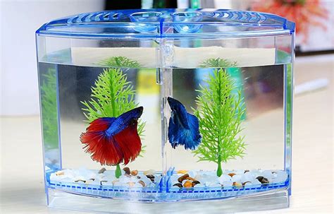 Betta Breeding Tank
