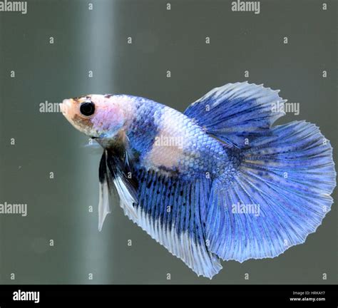 Betta Butterfly Male