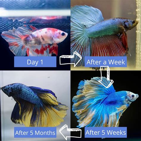 Betta Color Change