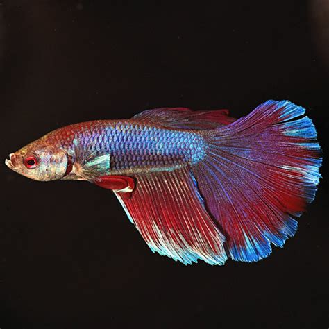 Betta Delta Tail