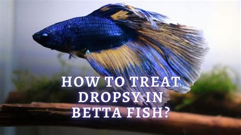 Betta Dropsy Or Constipation