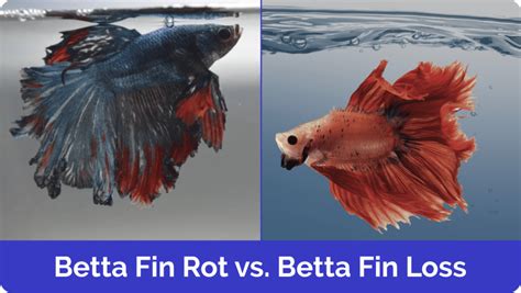 Betta Fin Loss