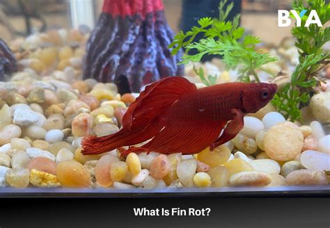 Betta Fin Rot