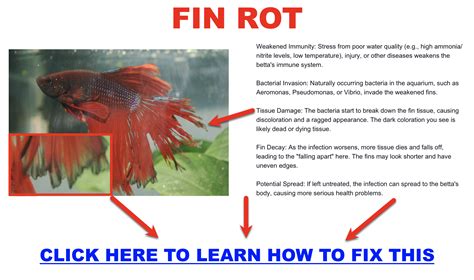 Betta Fin Rot Regrowth