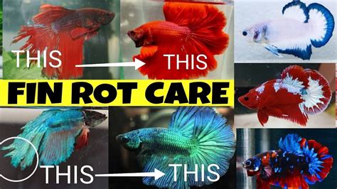 Betta Fin Rot Treatment