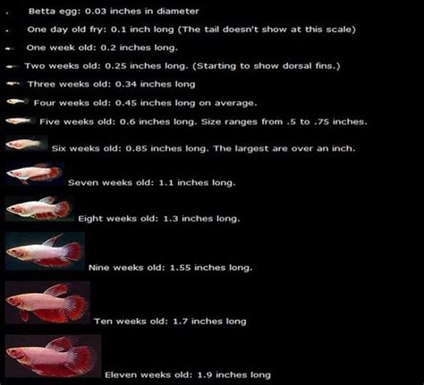 Betta Fish Age