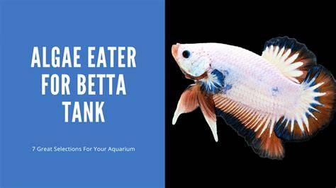 Betta Fish Algae Eater