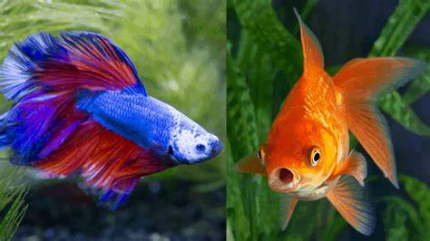Betta Fish And Goldfish