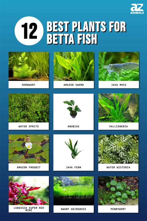 Betta Fish And Plants