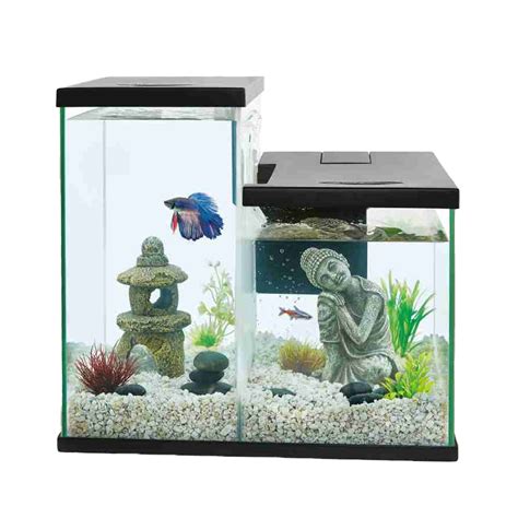 Betta Fish At Top Of Tank