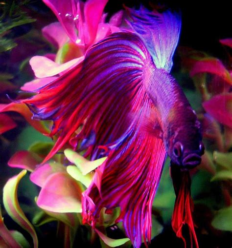 Stunning Betta Fish: A Colorful Addition to Your Aquarium