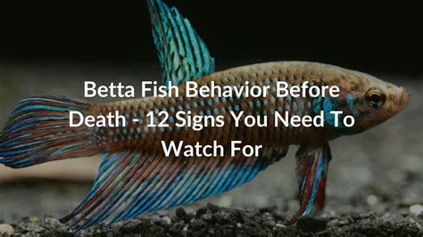 Betta Fish Behavior Before Death