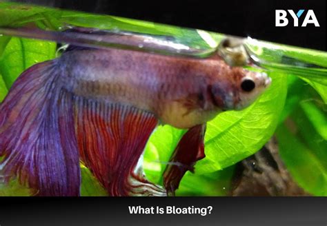 Betta Fish Belly Swollen