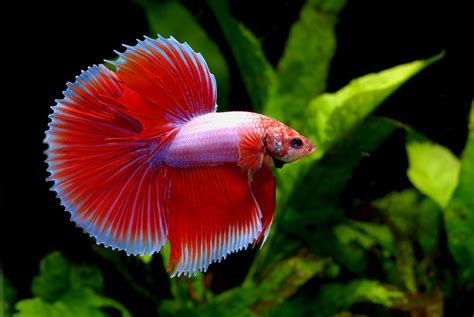 Betta Fish Blue And Red