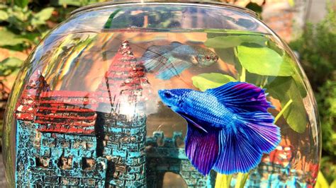 Betta Fish Bowl Ideas