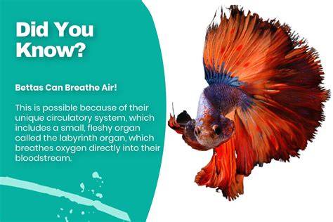 Betta Fish Breathe Air