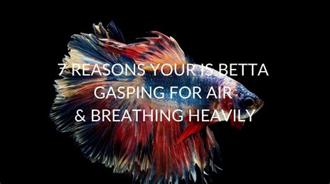 Betta Fish Breathing Heavily