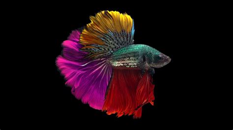 Betta Fish Color and Pattern