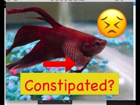 Betta Fish Constipated