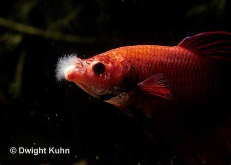 Betta Fish Cotton Wool Disease