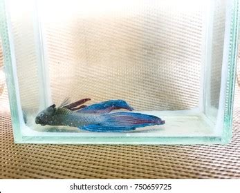 Betta Fish Dead