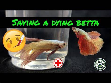 Betta Fish Died Overnight