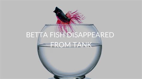 Betta Fish Disappeared From Tank