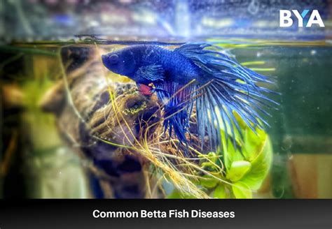 Betta Fish Diseases With Pictures