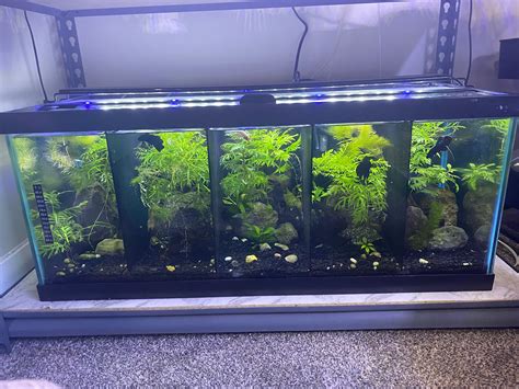 Betta Fish Divider Tank