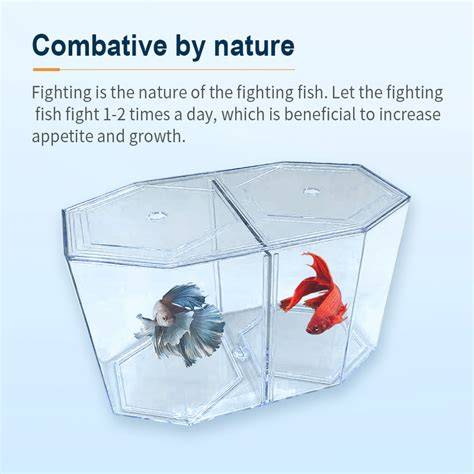 Betta Fish Double Tank