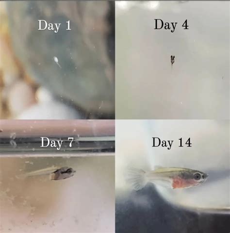 Betta Fish Eggs Hatching