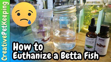Betta Fish Euthanasia