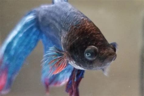 Betta Fish Eyes