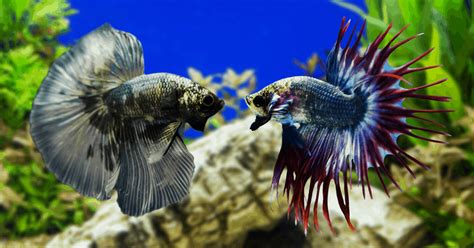 Betta Fish Fight Video