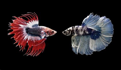 Betta Fish Fighting To The Death
