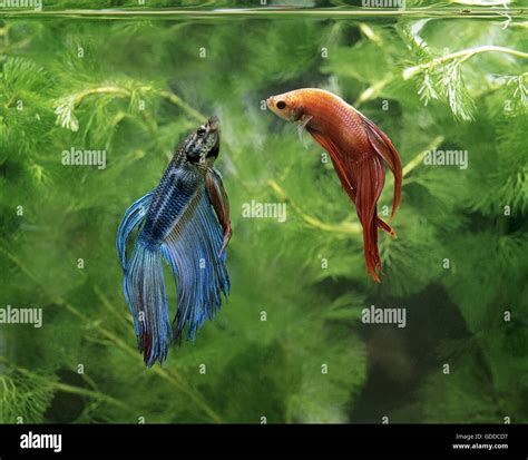 Betta Fish Fighting Video