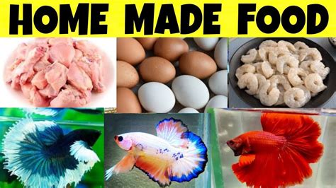 Betta Fish Food Homemade