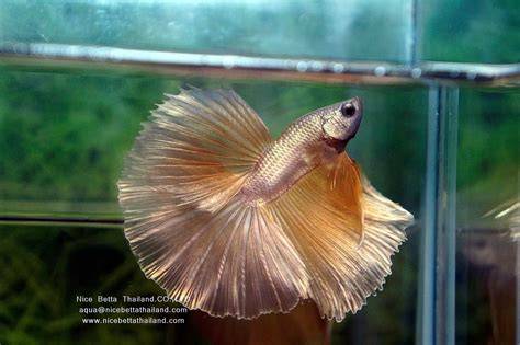 Betta Fish From Thailand