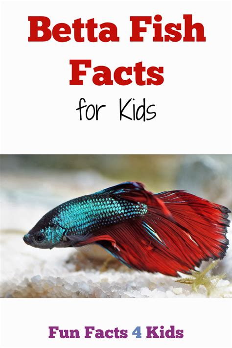 Betta Fish Fun Facts