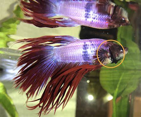 Betta Fish Gills