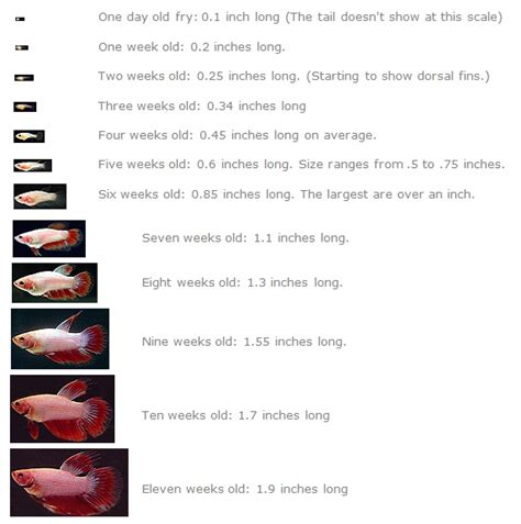 Betta Fish Growth