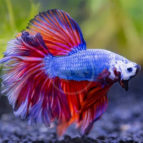 Betta Fish Halfmoon Male
