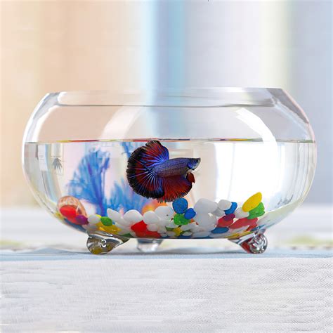 Betta Fish In Fish Bowl