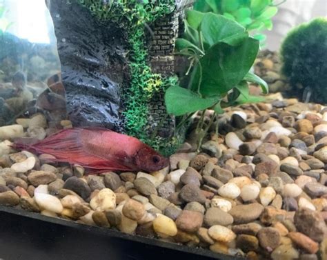 Betta Fish Lays On Bottom Of Tank