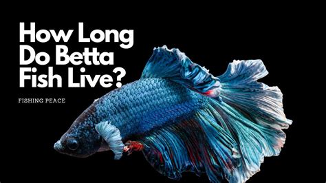 Betta Fish Life Expectancy