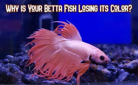 Betta Fish Losing Color And Not Swimming