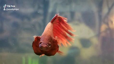 Betta Fish Mad