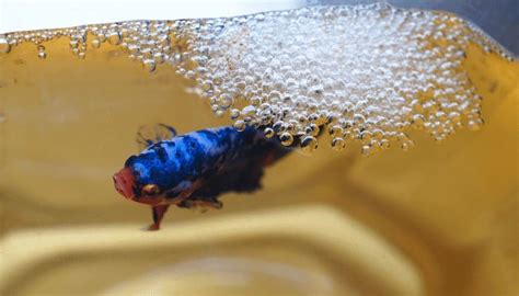 Betta Fish Makes Bubbles
