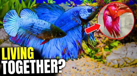 Betta Fish Male And Female Together