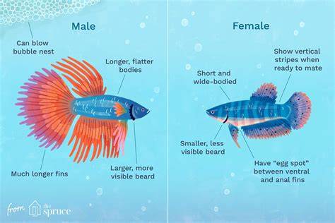 Betta Fish Male Or Female